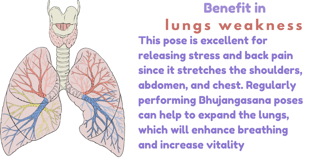 Bhujangasana's Benefits_As Lungs weakness