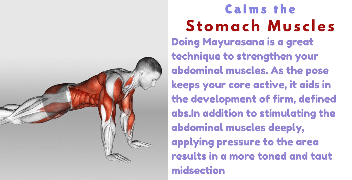 Mayurasana Benefits : 3 Amazing Effecte for Body Toxins 12 Mayurasana Benefits_calms the stumc muscles