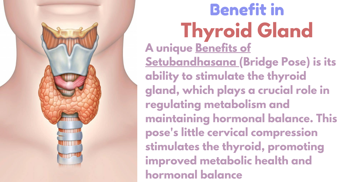 benefits of setubandhasana as Thayroid gland
