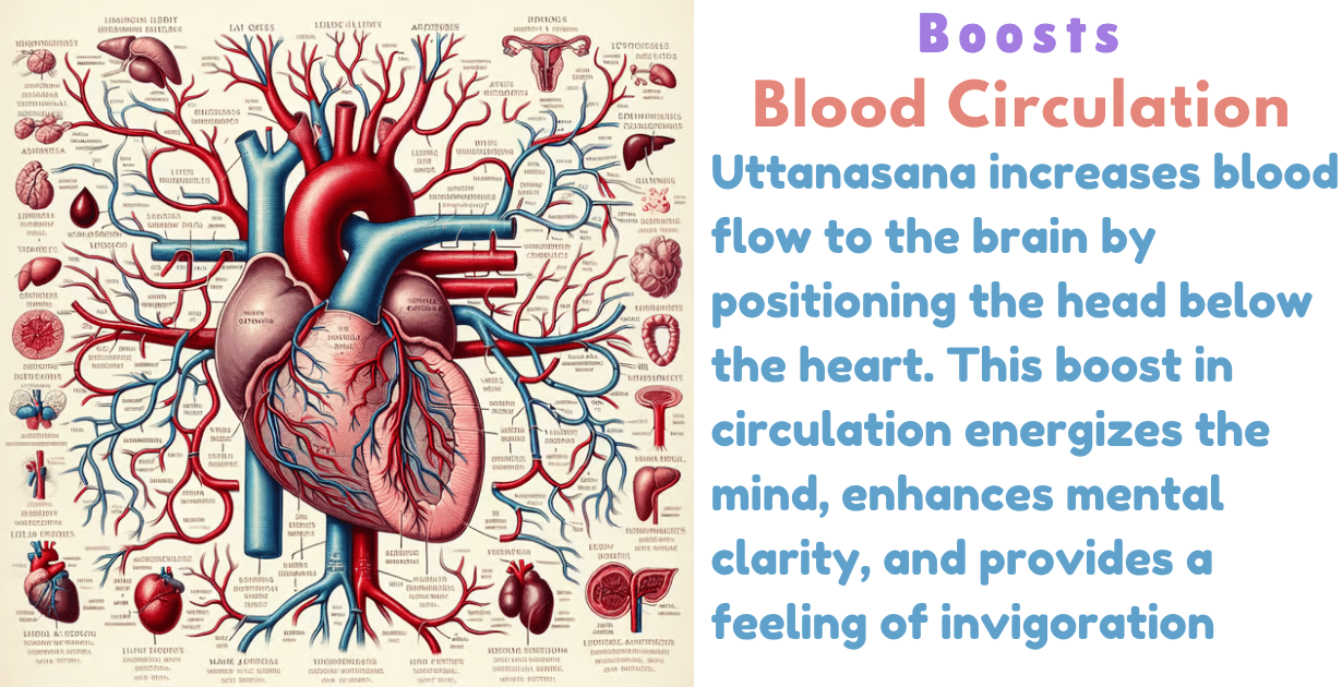 Uttanasana Benefits : 2 Amazing deep effects for Enhances Digestion strength 13 Benefits of Uttanasana_As a blood circulation