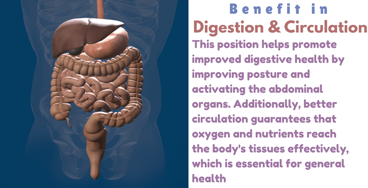 Gomukhasana Benefits : 1 Amazing Boon for improve posture Chest 11 Gomukhasana Benefits_As a Digestion & Circulation