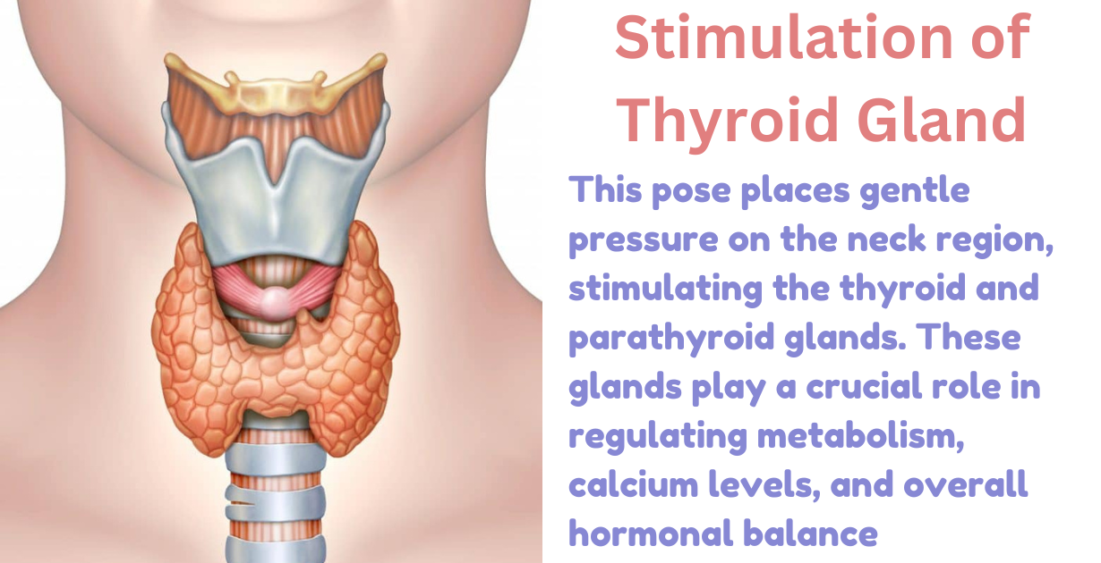 Karnapidasana_As stimulates thyroid glands