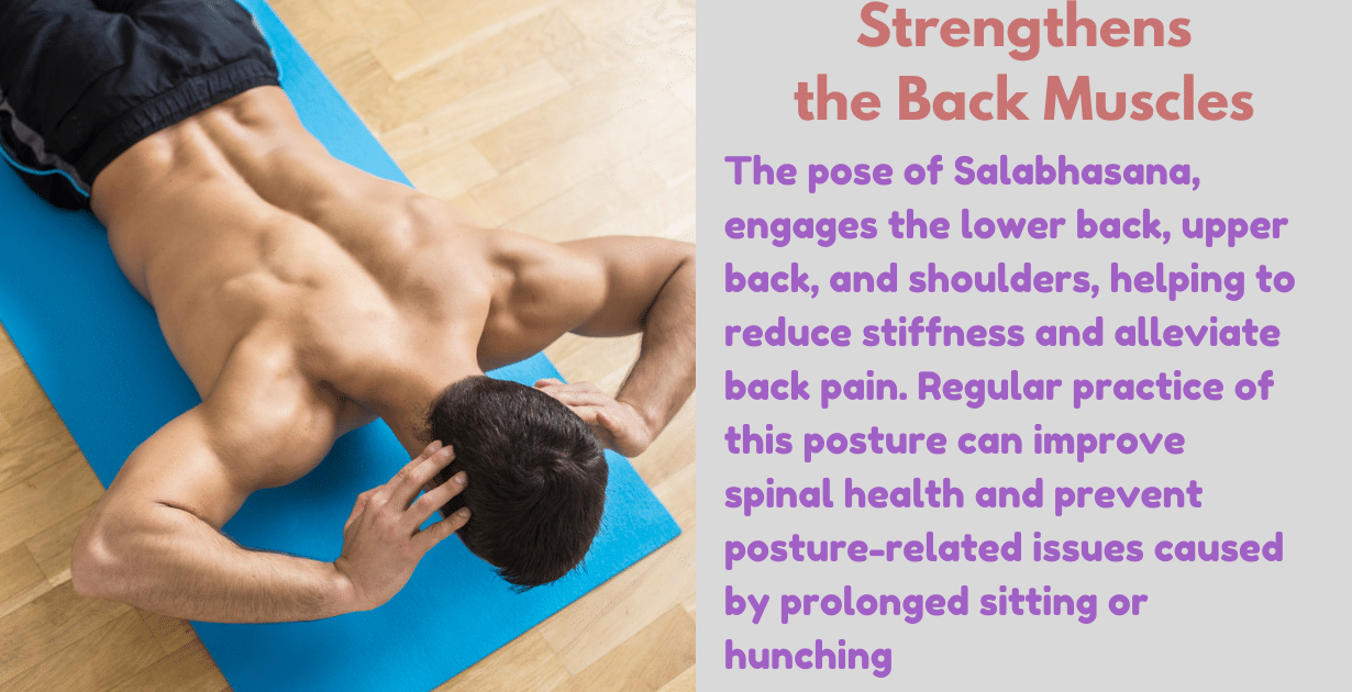 Salabhasana benefits : 3 megical deep effects on Digestion and Metabolism 11 Salabhasana's benefits_strength of back musculse