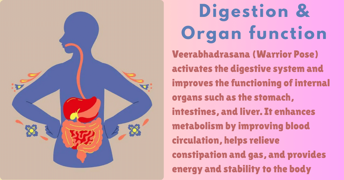 Veer Bhadrasana Benefits : 2 Magical effects for Digestive health 10 Veer Bhadrasana Benefits_as Digestive health and internal organs