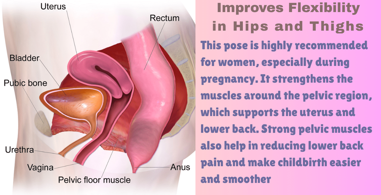 Bhadrasana benefits : 5 amazing key of bhadrasana-Why Bhadrasana Is Essential in Yoga 8 Bhadrasana benefits_as a pose_health for pelvic muscles