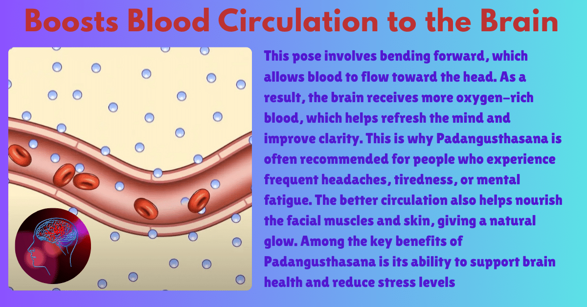 Padangusthasana benefits : 2 Amazing aim-What is padahastasana and it's procedure? 8 Padangusthasana benefits_Improve blood circulation to brain